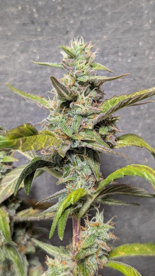 Hindu Kush Auto Sensi Seeds. Week 10 - Day 65