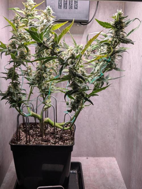 Hindu Kush Auto Sensi Seeds. Week 10 - Day 66