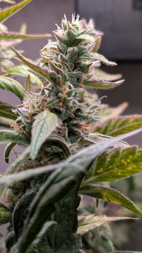 Hindu Kush Auto Sensi Seeds. Week 10 - Day 66