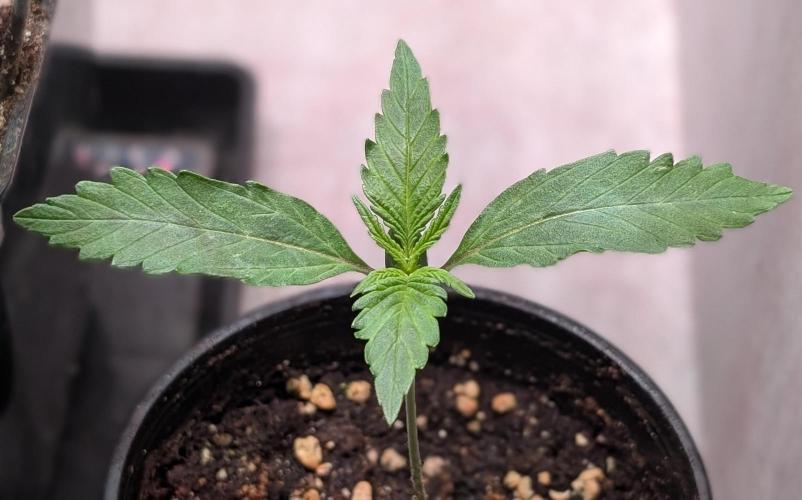 Permanent Jealousy XL Auto Sweet Seeds. Week 2 - Day 8