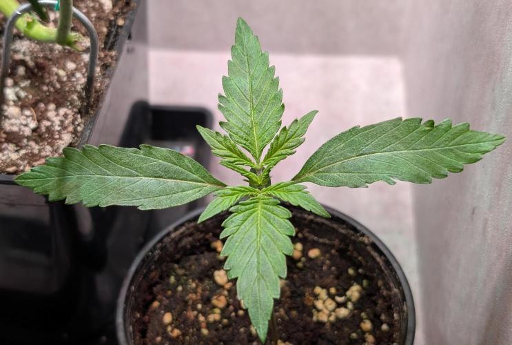 Permanent Jealousy XL Auto Sweet Seeds. Week 2 - Day 9