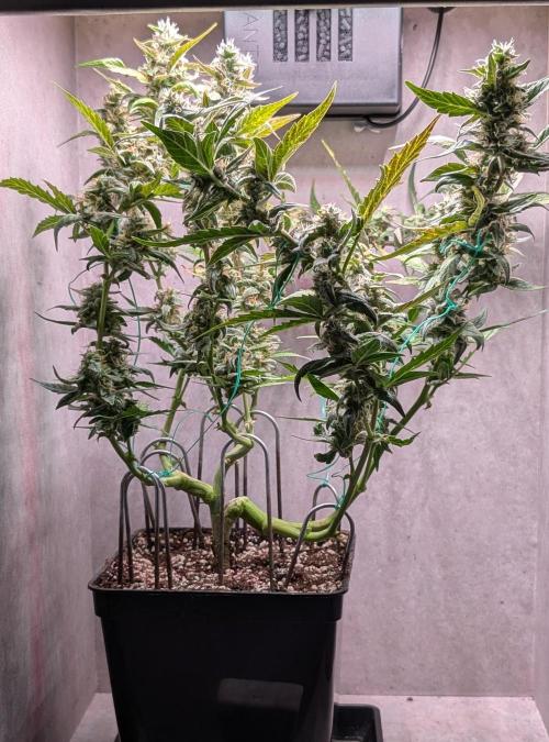 Hindu Kush Auto Sensi Seeds. Week 10 - Day 67