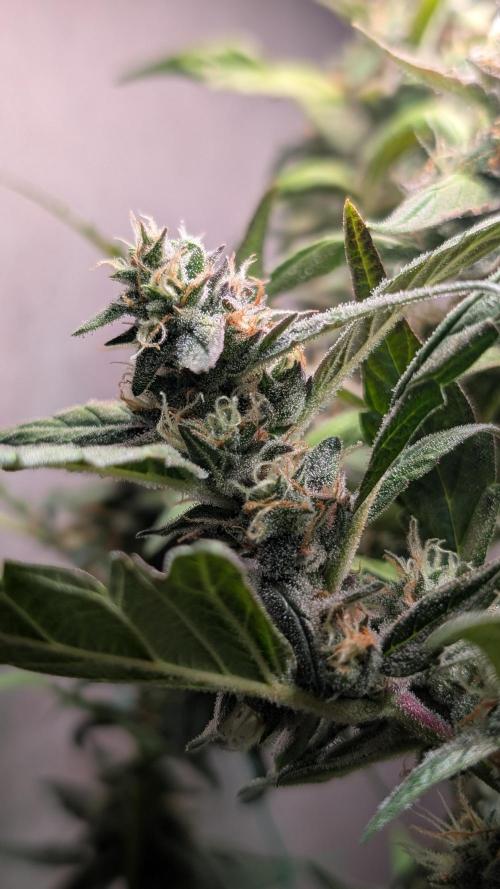 Hindu Kush Auto Sensi Seeds. Week 10 - Day 67