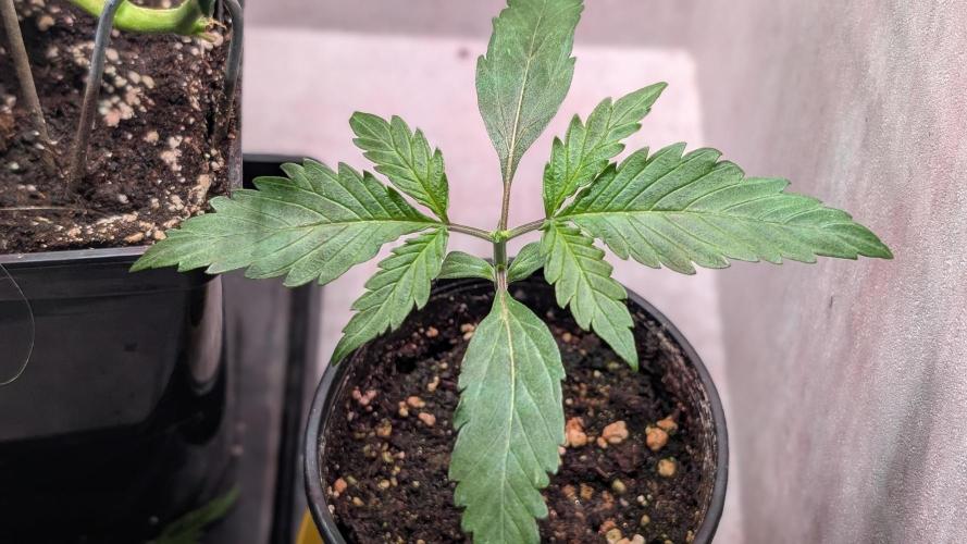 Permanent Jealousy XL Auto Sweet Seeds. Week 2 - Day 10