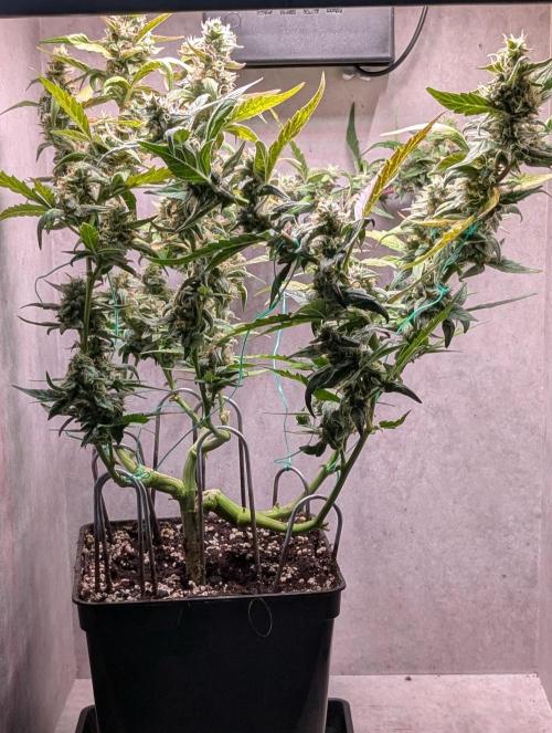 Hindu Kush Auto Sensi Seeds. Week 10 - Day 68
