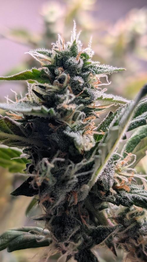 Hindu Kush Auto Sensi Seeds. Week 10 - Day 68