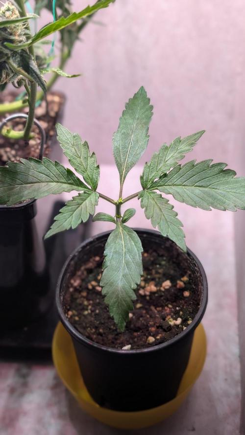 Permanent Jealousy XL Auto Sweet Seeds. Week 2 - Day 11