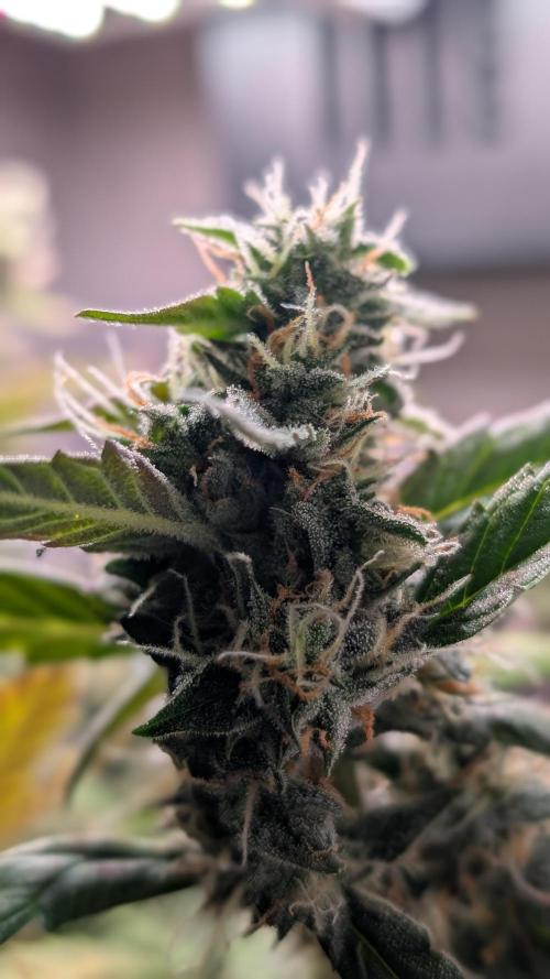 Hindu Kush Auto Sensi Seeds. Week 10 - Day 69