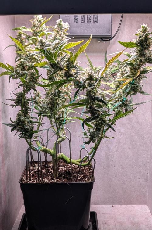 Hindu Kush Auto Sensi Seeds. Week 10 - Day 69