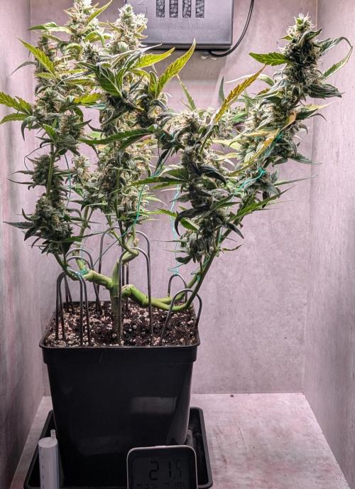 Hindu Kush Auto Sensi Seeds. Week 10 - Day 70