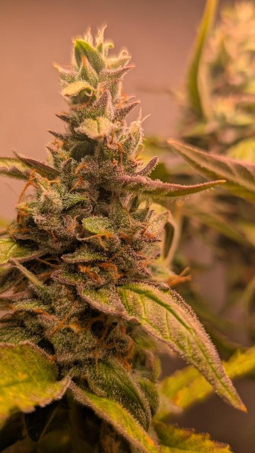 Hindu Kush Auto Sensi Seeds. Week 10 - Day 70