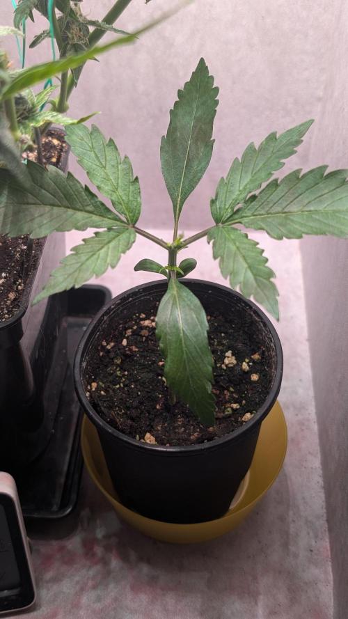 Permanent Jealousy XL Auto Sweet Seeds. Week 2 - Day 12