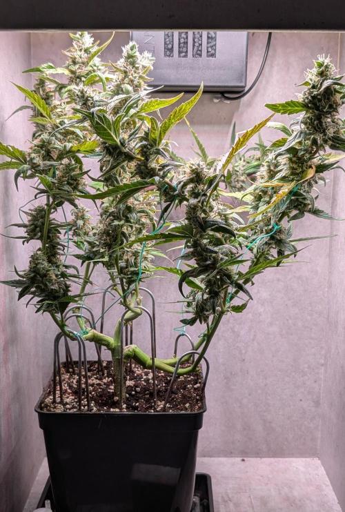 Hindu Kush Auto Sensi Seeds. Week 11 - Day 71