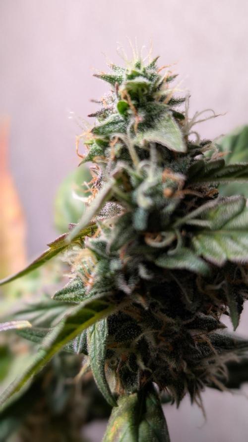 Hindu Kush Auto Sensi Seeds. Week 11 - Day 71