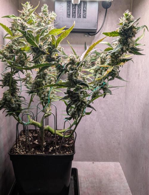 Hindu Kush Auto Sensi Seeds. Week 11 - Day 72