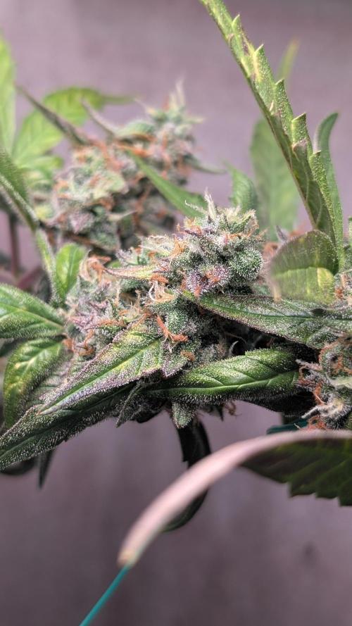 Hindu Kush Auto Sensi Seeds. Week 11 - Day 72