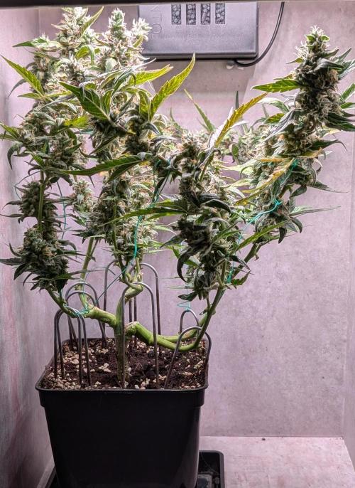Hindu Kush Auto Sensi Seeds. Week 11 - Day 73