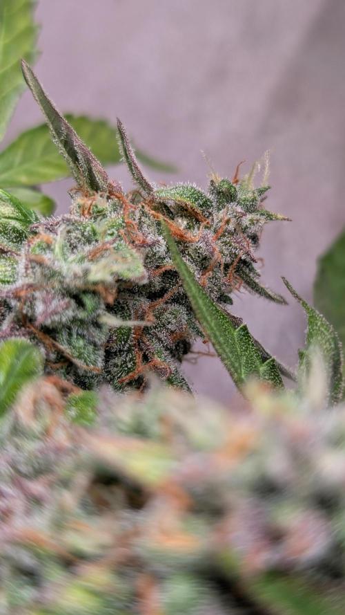 Hindu Kush Auto Sensi Seeds. Week 11 - Day 73