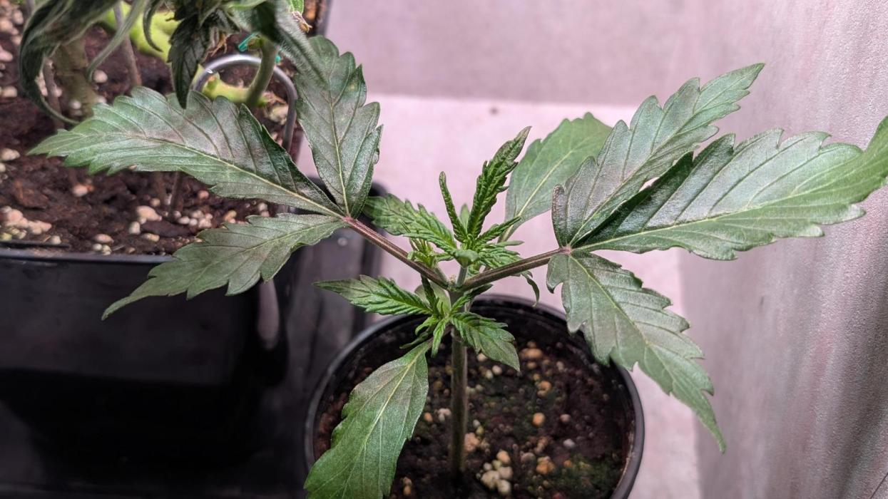 Permanent Jealousy XL Auto Sweet Seeds. Week 3 - Day 15