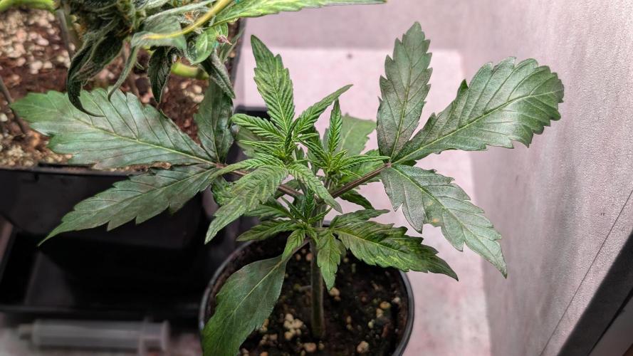 Permanent Jealousy XL Auto Sweet Seeds. Week 3 - Day 16