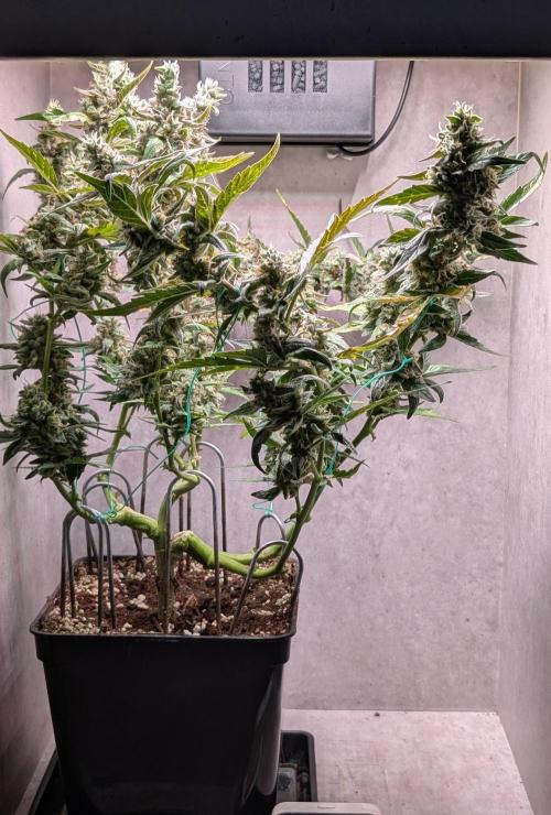 Hindu Kush Auto Sensi Seeds. Week 11 - Day 74