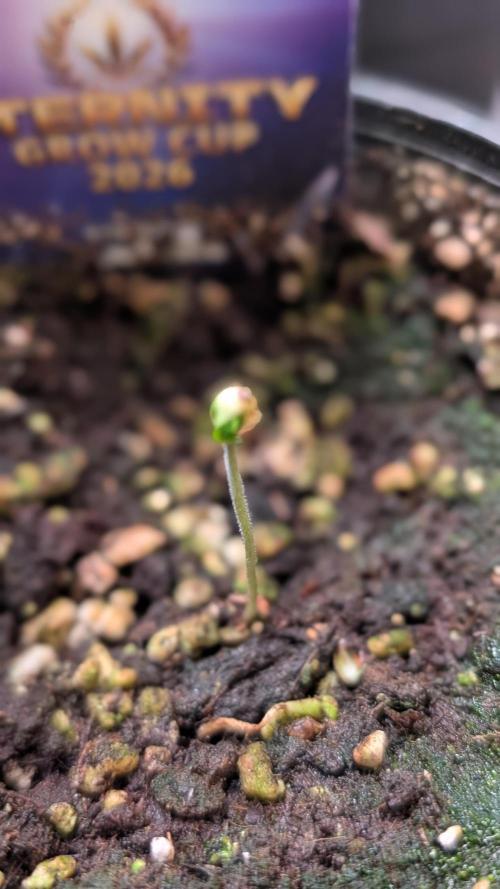 Eternity Grow Cup  Sticky Broccoli Auto. Week 1 - Day 1