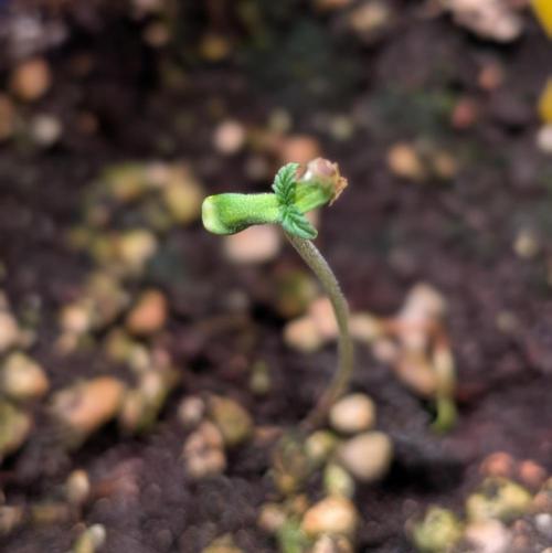 Eternity Grow Cup  Sticky Broccoli Auto. Week 1 - Day 2
