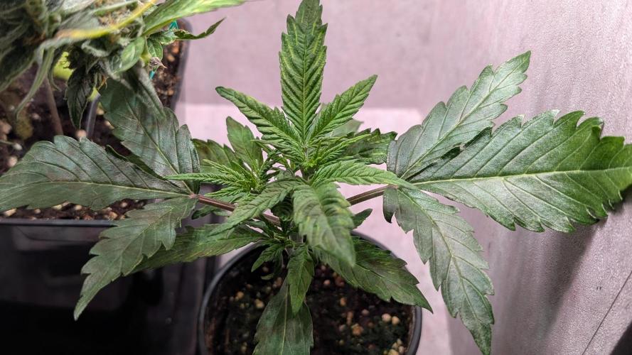 Permanent Jealousy XL Auto Sweet Seeds. Week 3 - Day 17