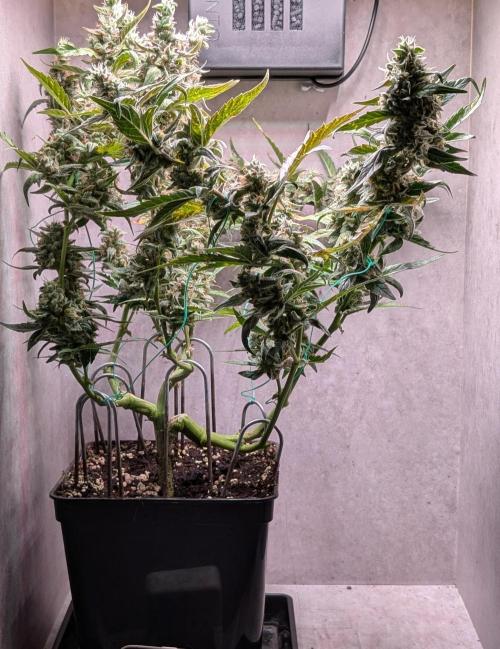 Hindu Kush Auto Sensi Seeds. Week 11 - Day 75