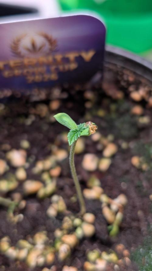 Eternity Grow Cup  Sticky Broccoli Auto. Week 1 - Day 3