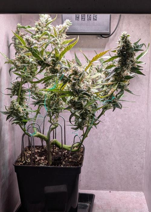 Hindu Kush Auto Sensi Seeds. Week 11 - Day 76