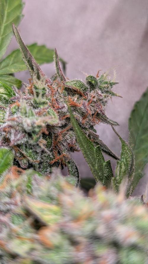 Hindu Kush Auto Sensi Seeds. Week 11 - Day 76