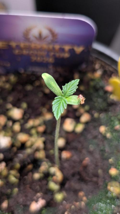 Eternity Grow Cup  Sticky Broccoli Auto. Week 1 - Day 4