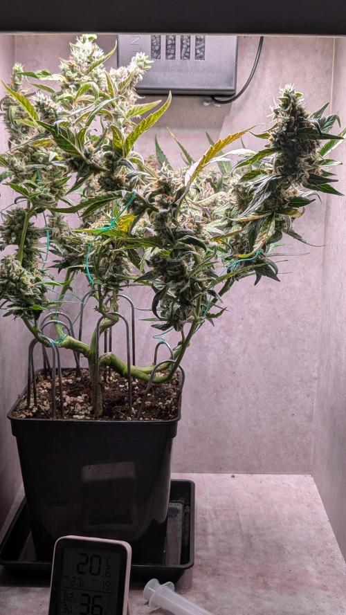 Hindu Kush Auto Sensi Seeds. Week 11 - Day 77