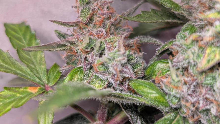 Hindu Kush Auto Sensi Seeds. Week 11 - Day 77