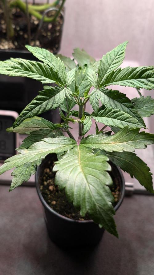 Permanent Jealousy XL Auto Sweet Seeds. Week 3 - Day 20