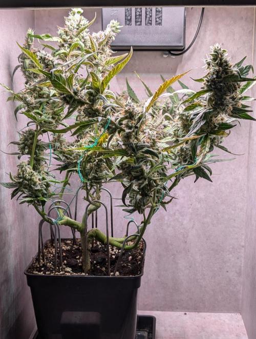 Hindu Kush Auto Sensi Seeds. Week 12 - Day 78