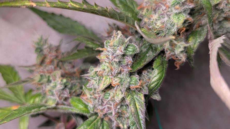 Hindu Kush Auto Sensi Seeds. Week 12 - Day 78