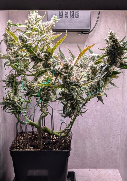 Hindu Kush Auto Sensi Seeds. Week 12 - Day 79
