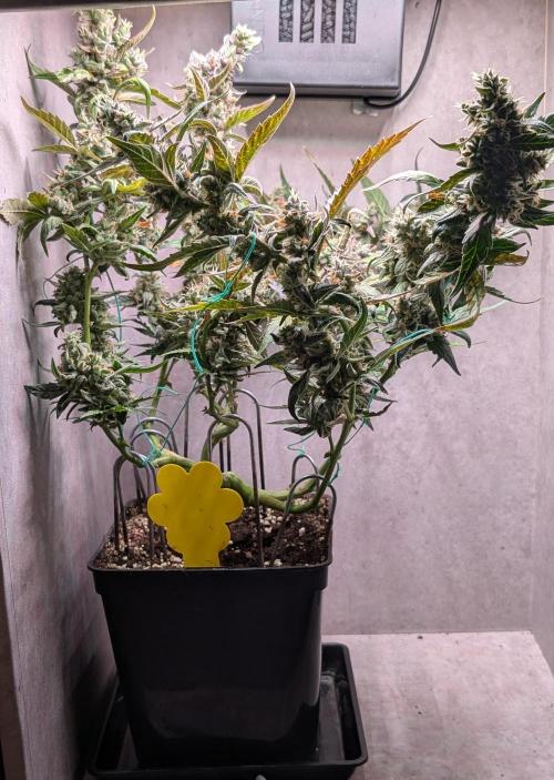 Hindu Kush Auto Sensi Seeds. Week 12 - Day 80