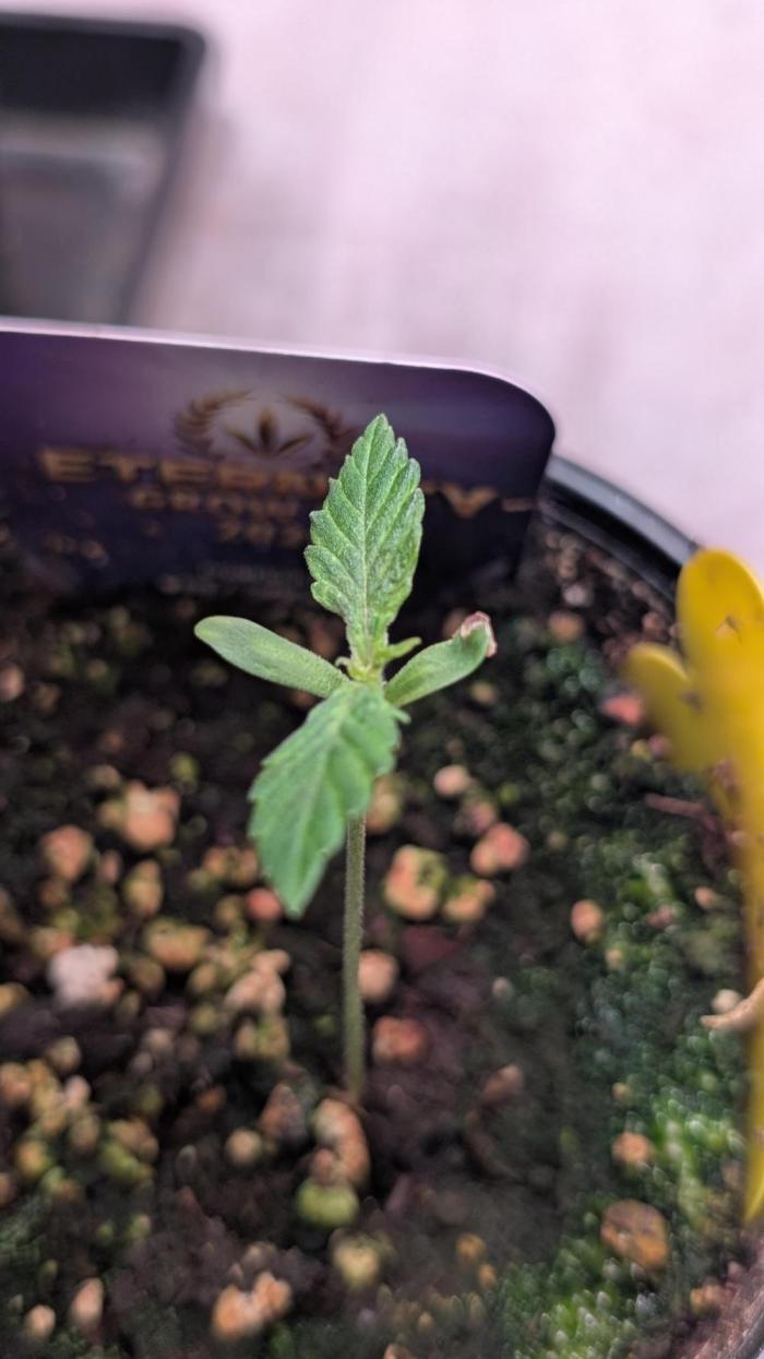 Eternity Grow Cup  Sticky Broccoli Auto. Week 2 - Day 8