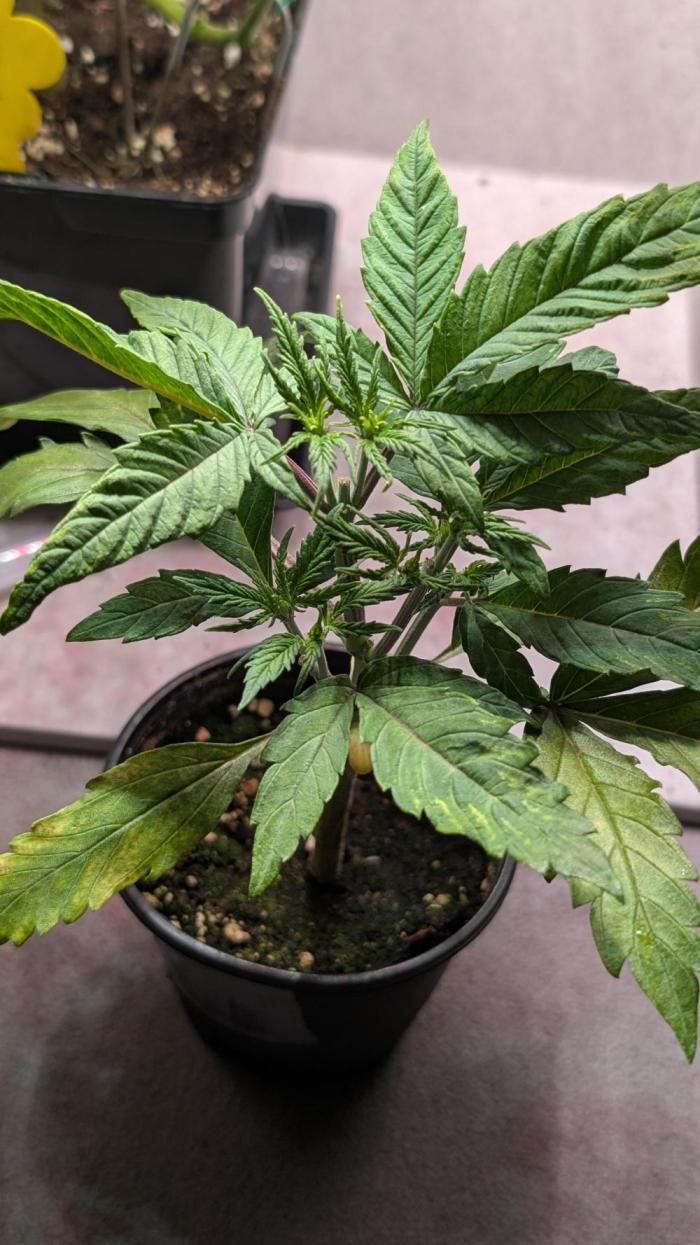 Permanent Jealousy XL Auto Sweet Seeds. Week 4 - Day 22