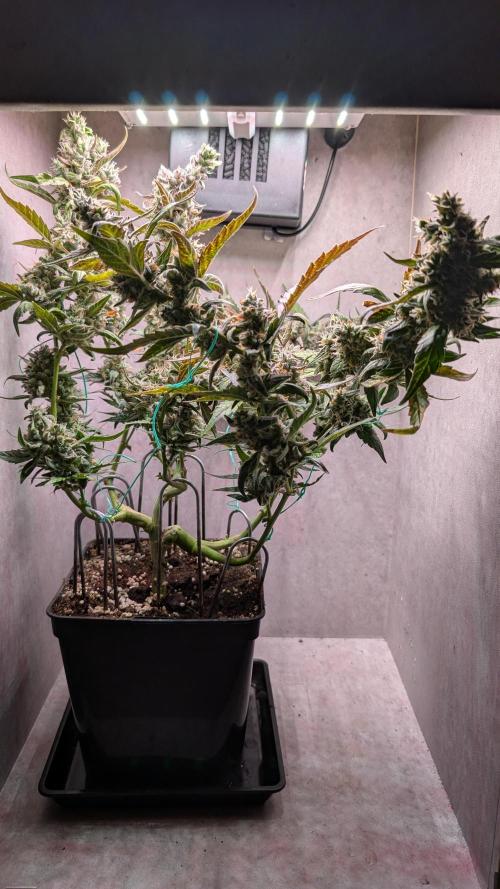 Hindu Kush Auto Sensi Seeds. Week 13