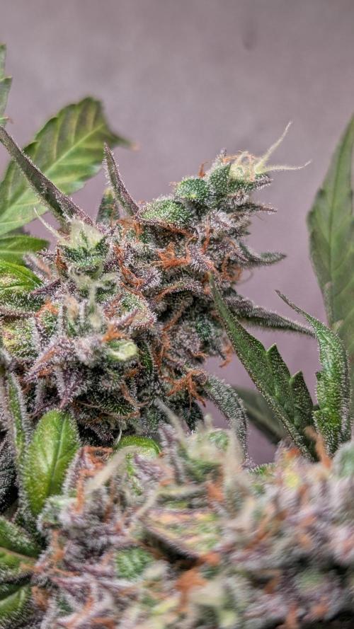 Hindu Kush Auto Sensi Seeds. Week 13