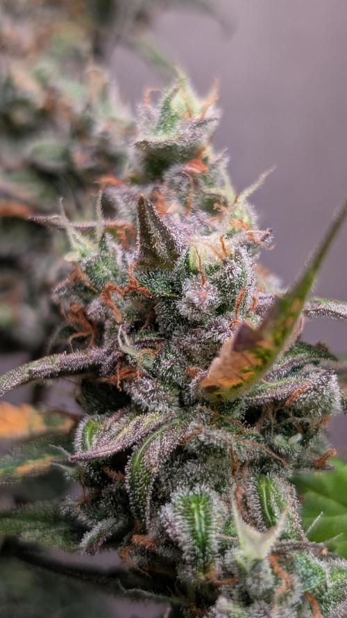 Hindu Kush Auto Sensi Seeds. Week 13