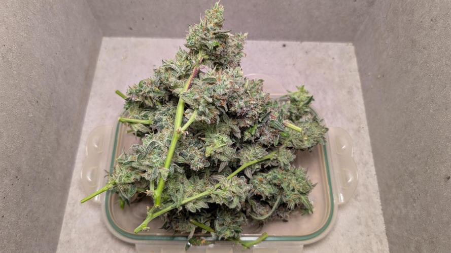 Hindu Kush Auto Sensi Seeds. Week 13