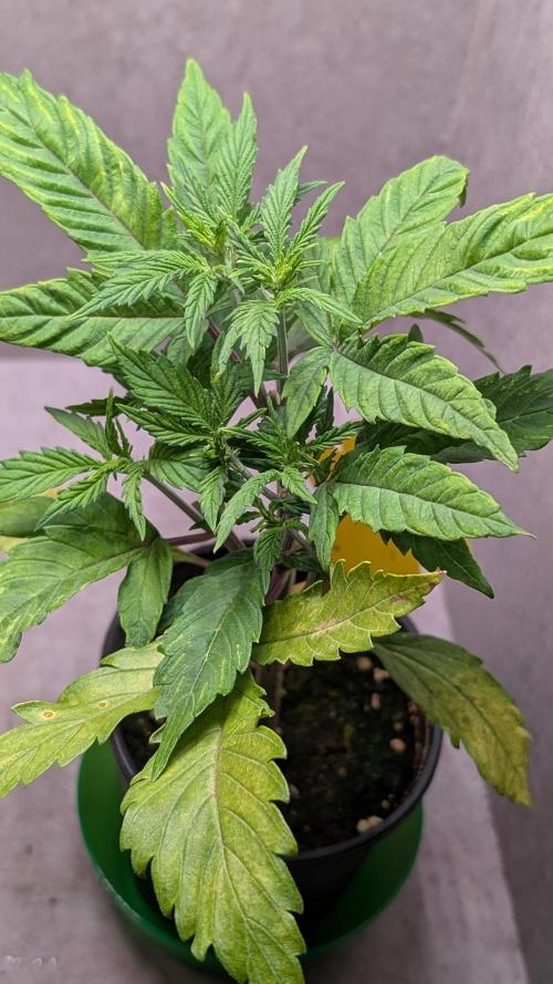 Permanent Jealousy XL Auto Sweet Seeds. Week 4 - Day 23