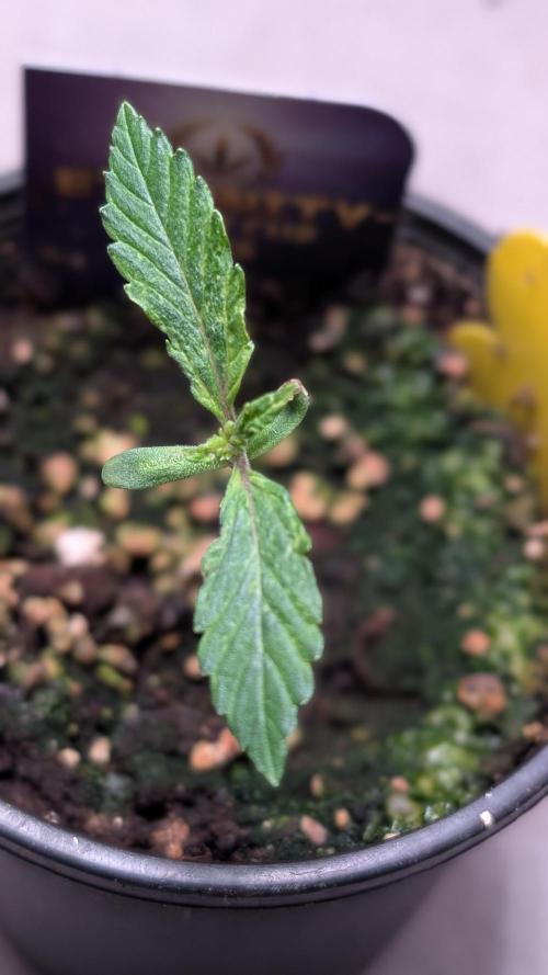 Eternity Grow Cup  Sticky Broccoli Auto. Week 2 - Day 9