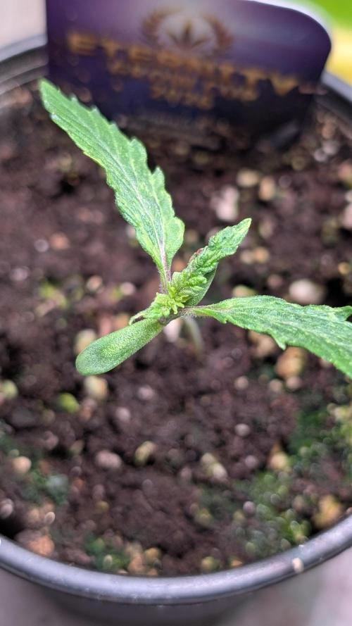 Eternity Grow Cup  Sticky Broccoli Auto. Week 2 - Day 10