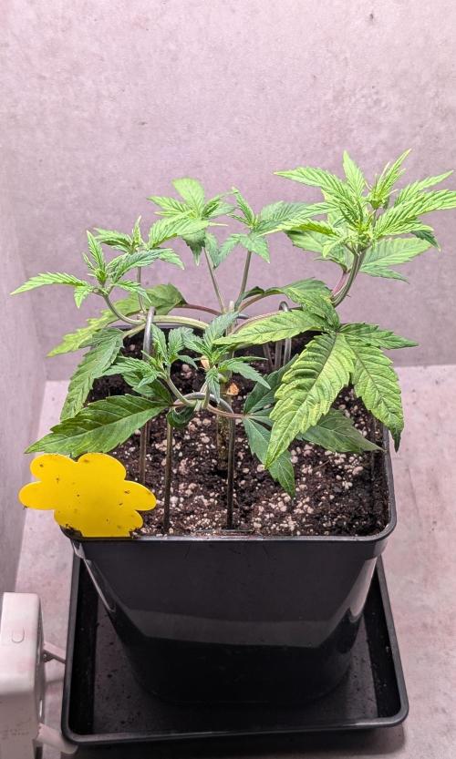 Permanent Jealousy XL Auto Sweet Seeds. Week 4 - Day 25